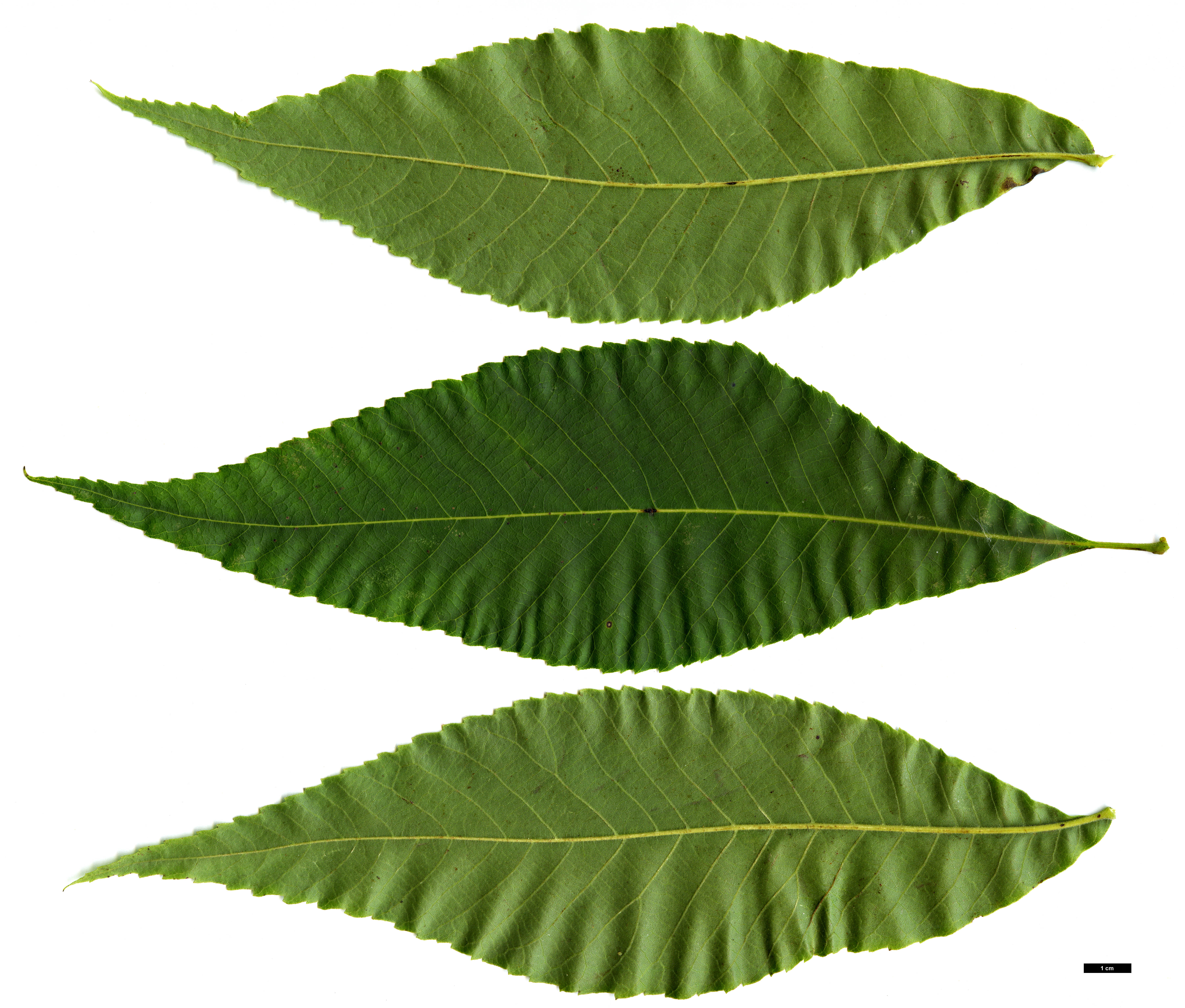 High resolution image: Family: Juglandaceae - Genus: Carya - Taxon: illinoinensis × C.ovata